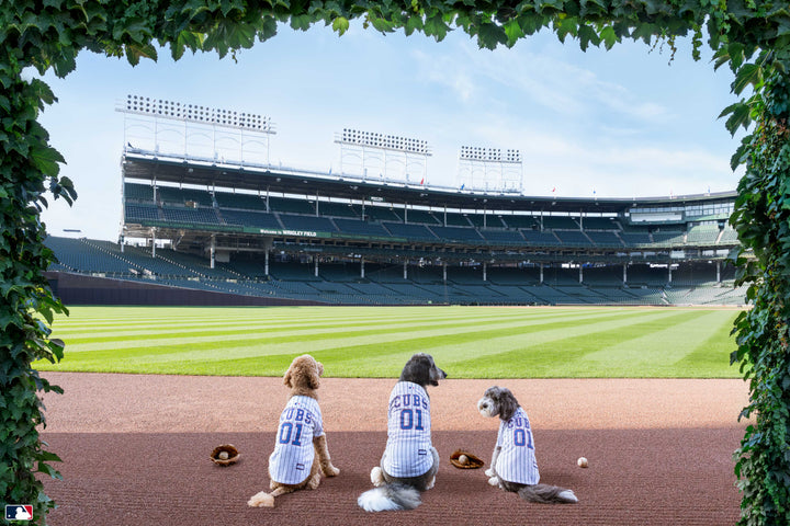 The Outfielders, Wrigley Field™, Chicago Photography Gray Malin
